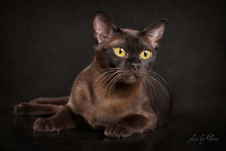 Бурманская кошка котята