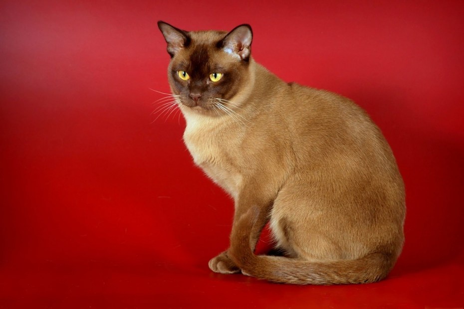 Голубая Бурманская кошка