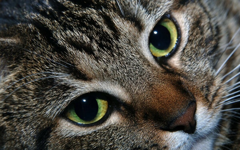 Котик с зелеными глазами