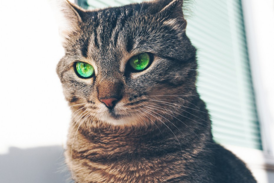 Морда кота