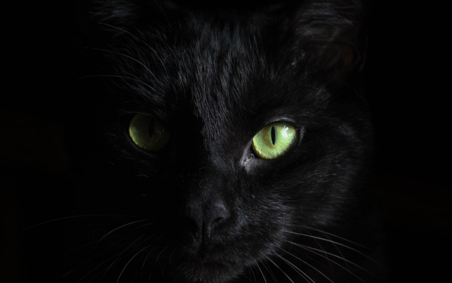 Чёрный кот