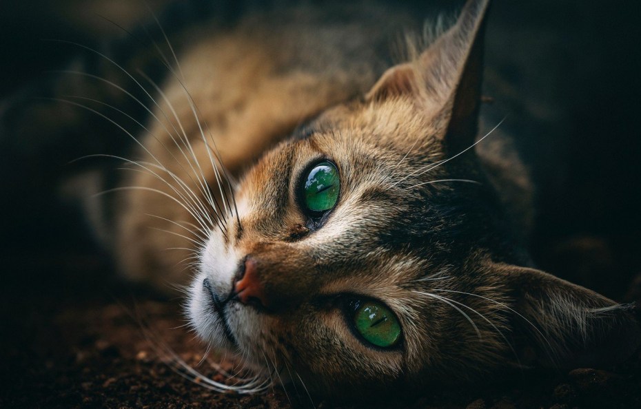 Котик с зелеными глазами