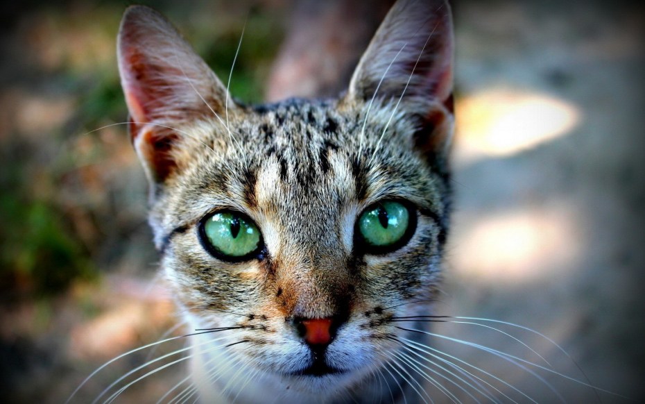 Морда кота