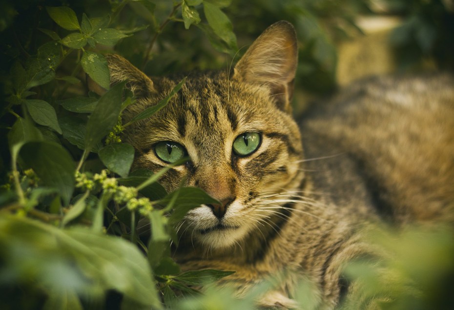 Коты с зелеными глазами