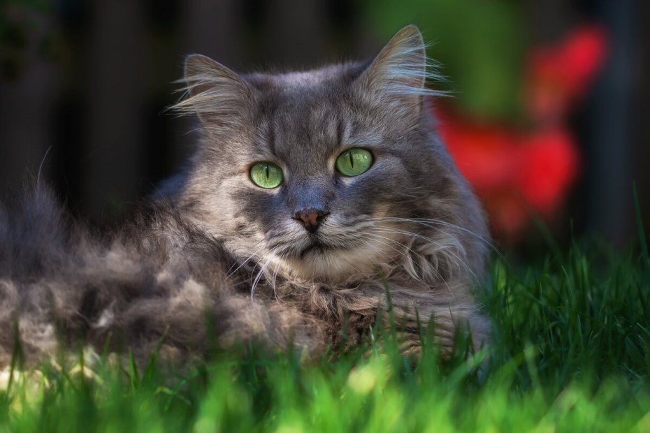 Сибирская зеленоглазая кошка