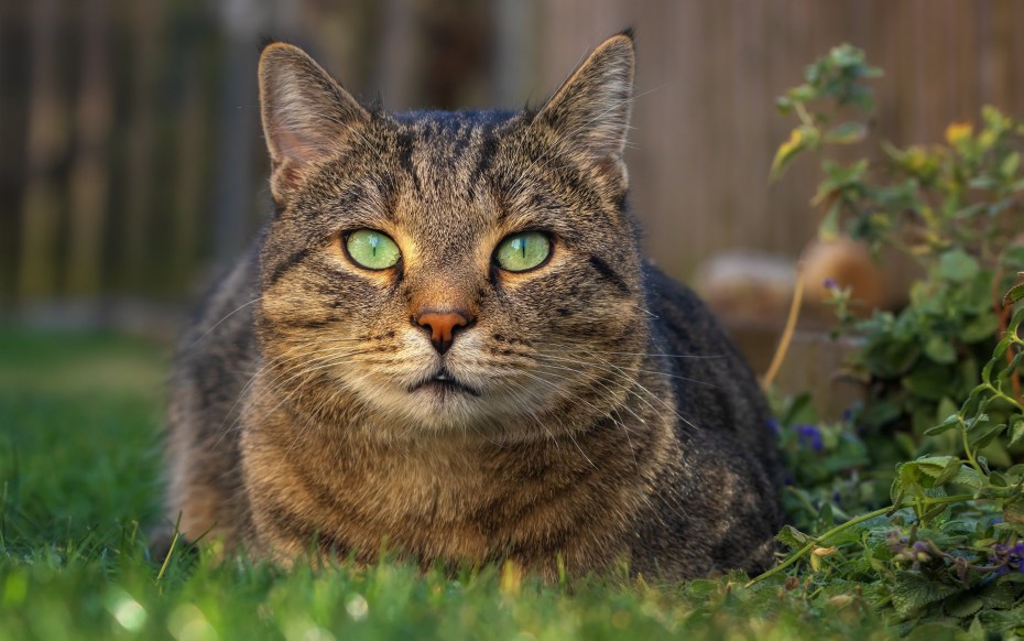 Морда кота