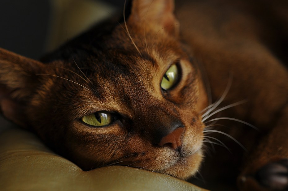 Абиссинская кошка коричневая
