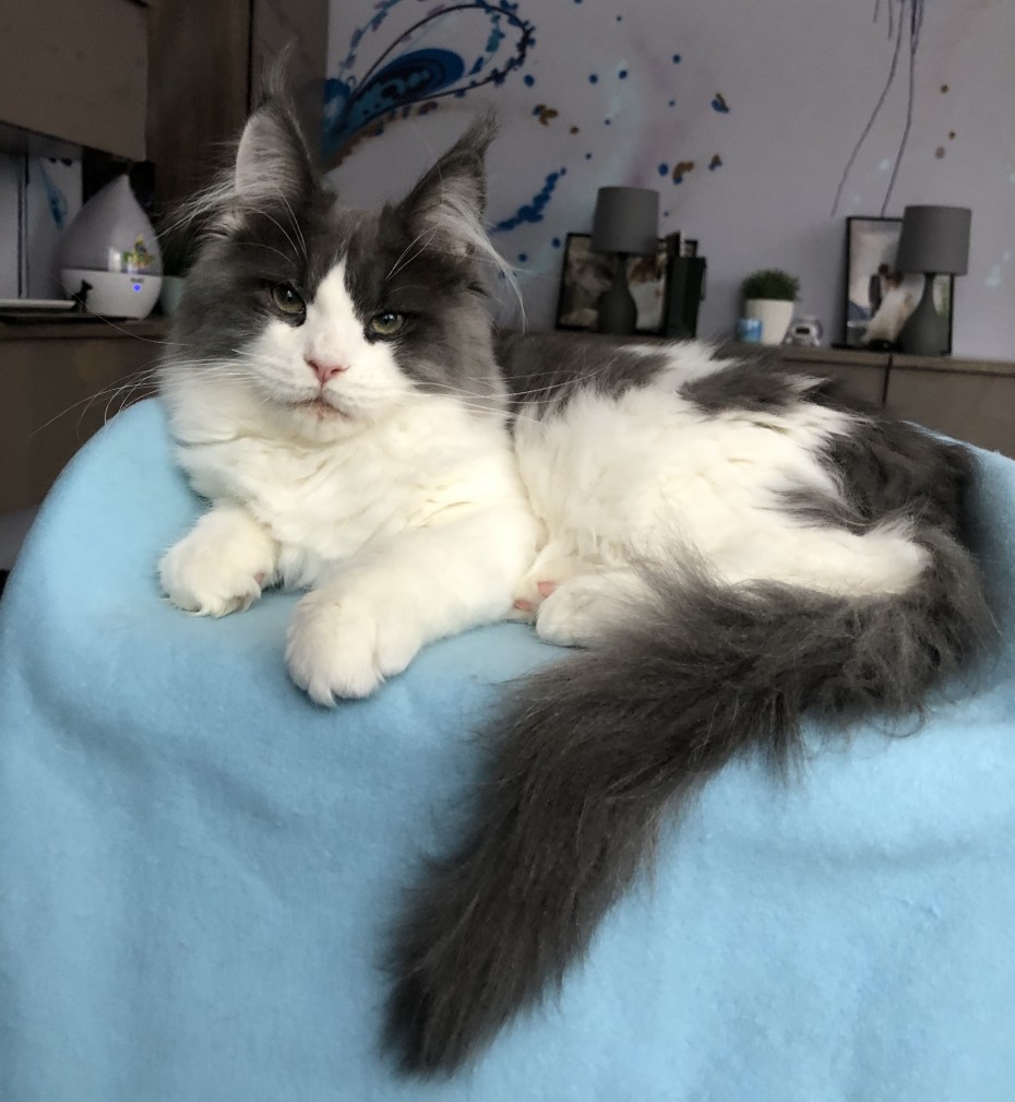 Беременность кошки Мейн кун