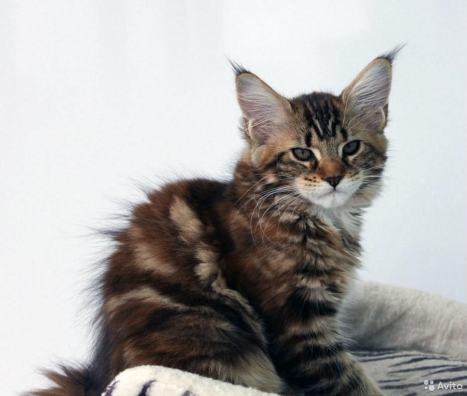 Курдюк у Мейн куна кота