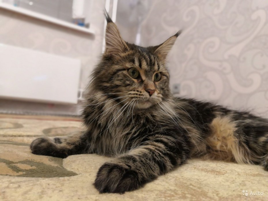 Кот и кошка Мейн кун