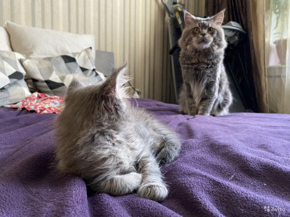 Заводчик кошек