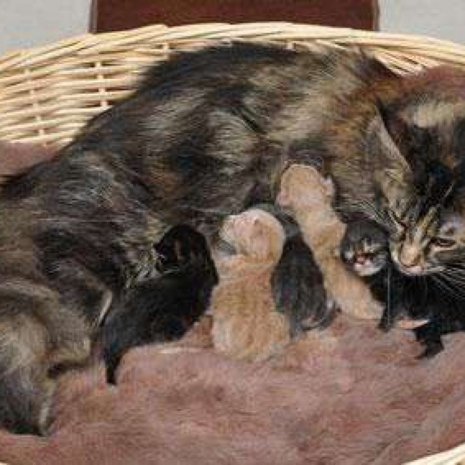 Котята Мейн куны в разведение