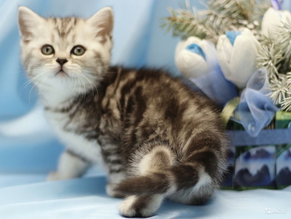 Шотландский скоттиш страйт полосатый