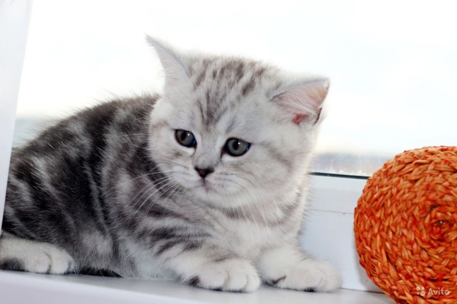 Шотландские котята вискас
