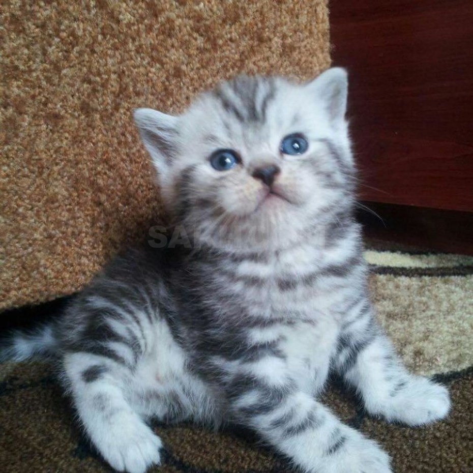 Шотландские вислоухие котята вискас