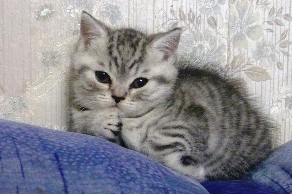 Котята окрас вискас