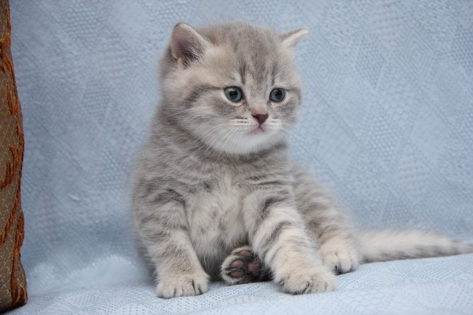 Шотландские котята прямоухие 3 месяца