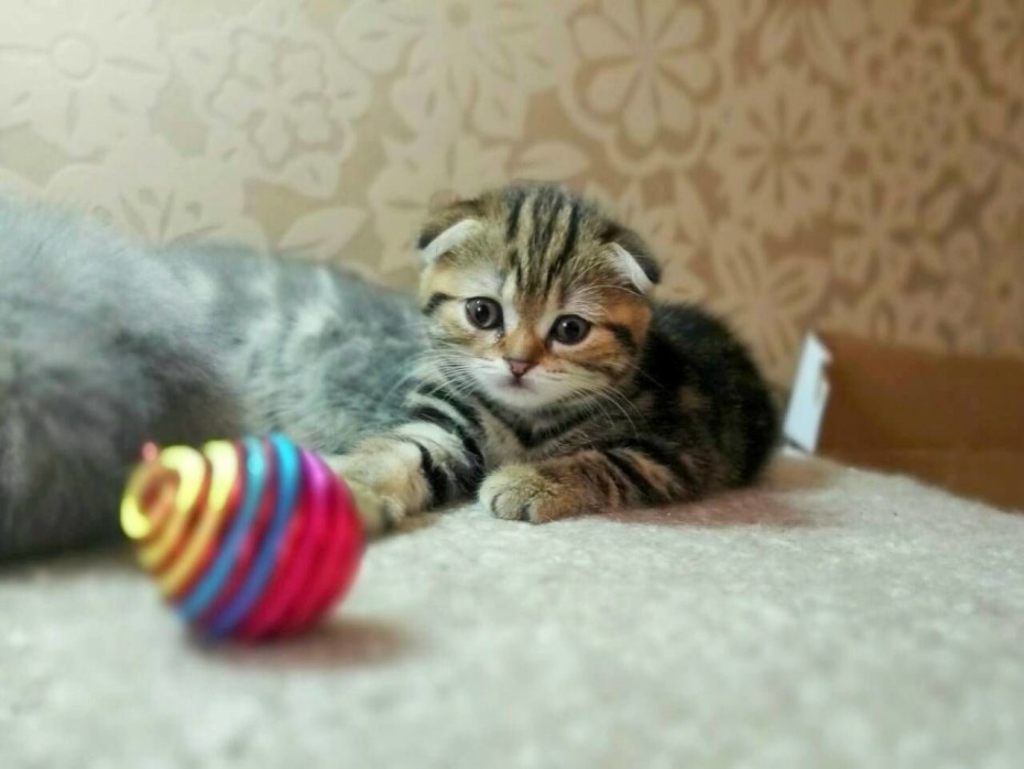 Шотландский скоттиш страйт вискас