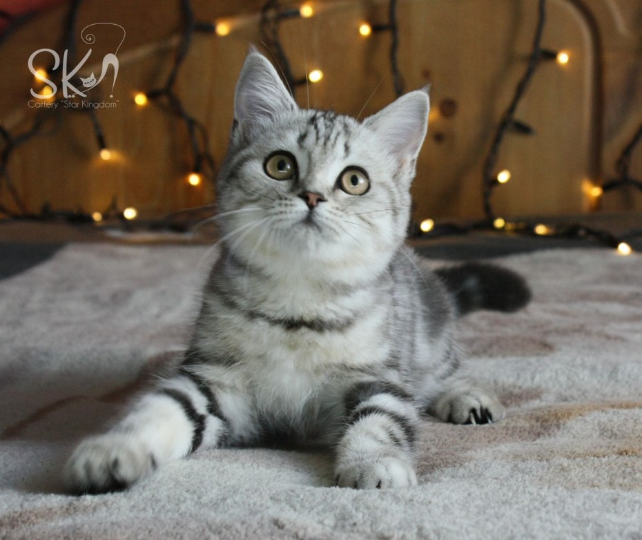 Шотландские котята прямоухие скоттиш фолд