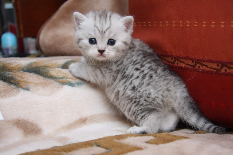 Британский кот пятно на серебре