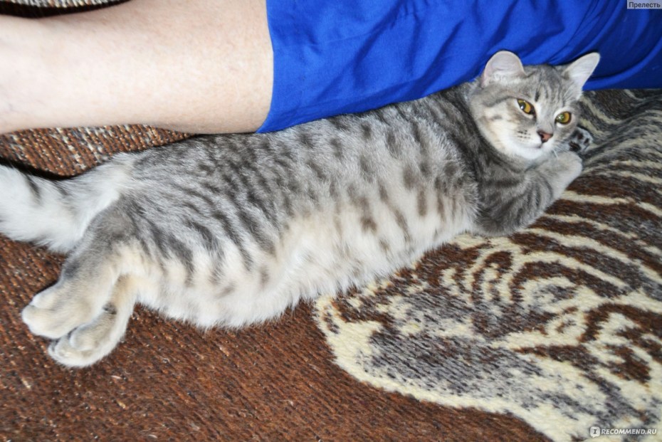 Шотландский скоттиш страйт вискас