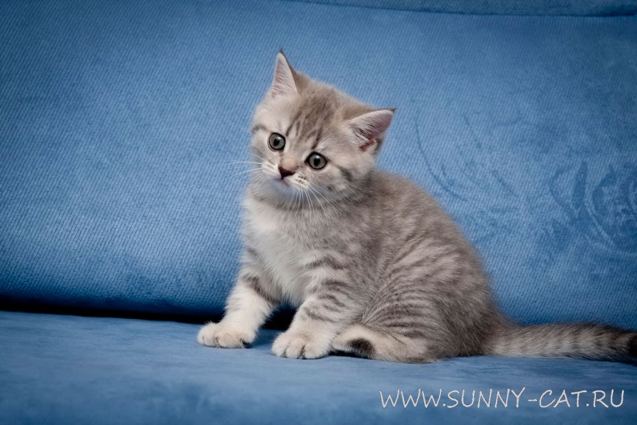 Британец котенок табби 1 мес