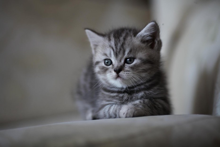 Кот скоттиш страйт вискас