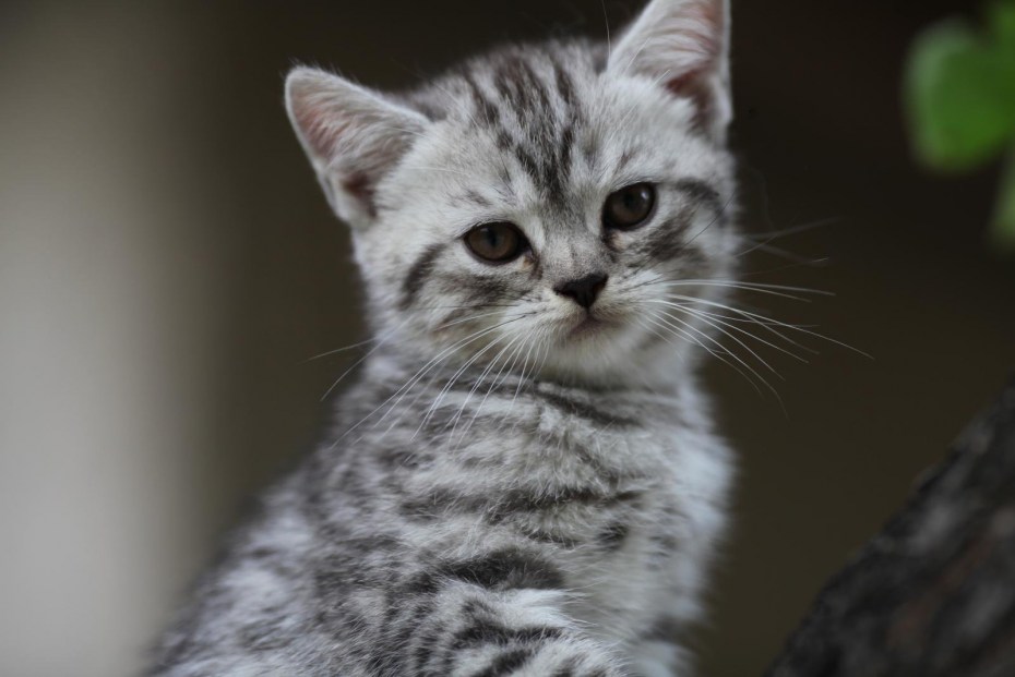 Скоттиш страйт