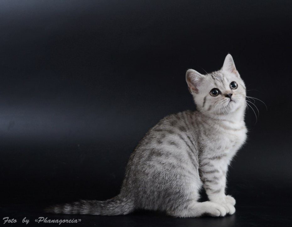 Лентиго у шотландца вискас