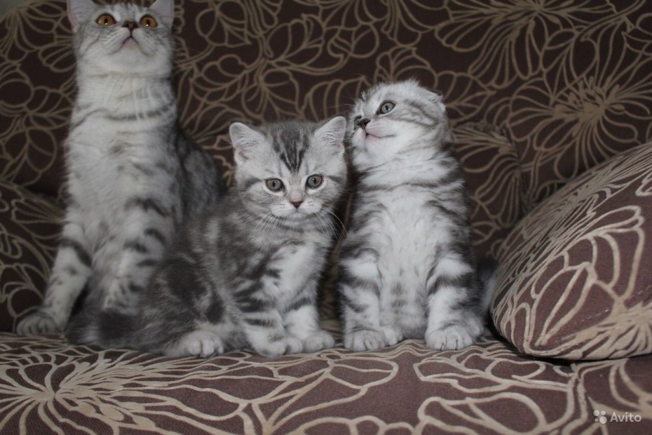 Шотландская кошка вискас