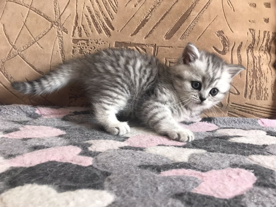 Шотландский кот вискас прямоухий