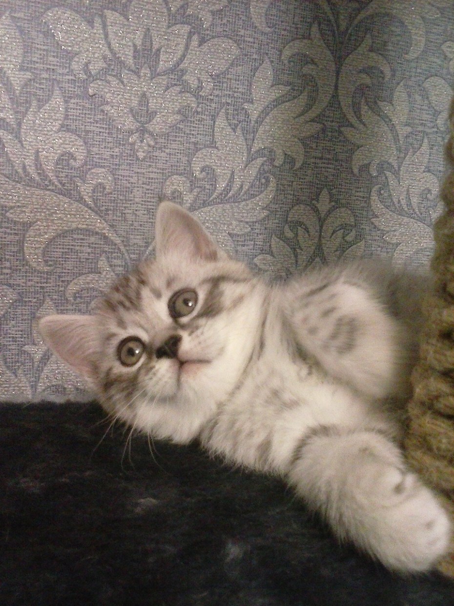 Шотландские котята вискас