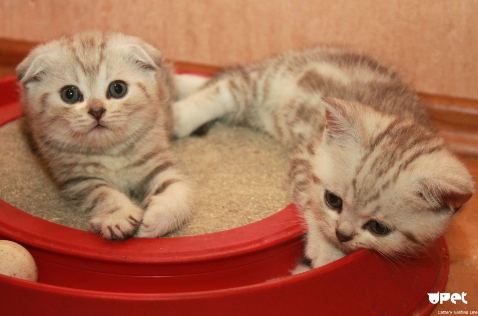 Шотландские коты прямоухие