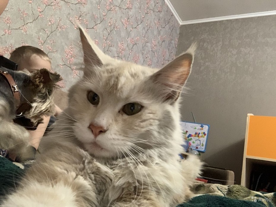 Котята Мейн кун помесь