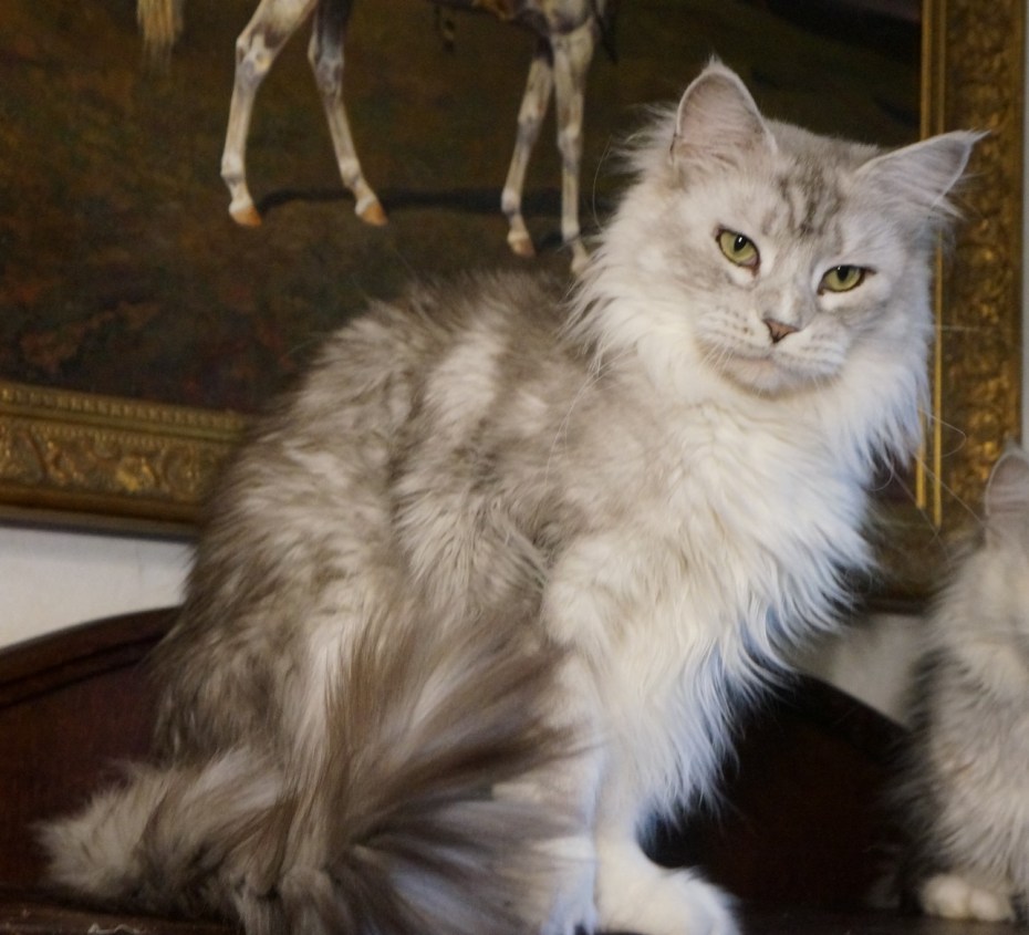 Кот и кошка Мейн кун