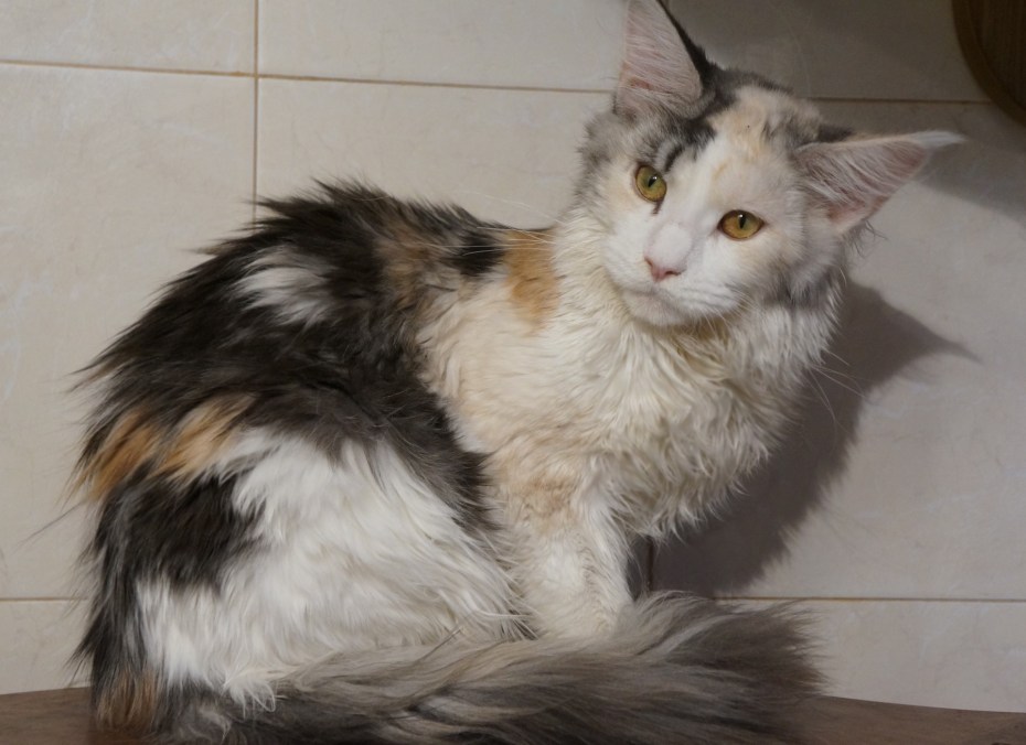 Сибирский Мейн кун котенок