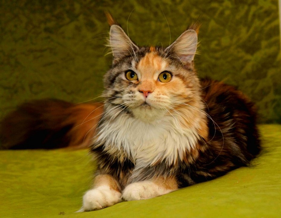Коты метисы Мейн куна