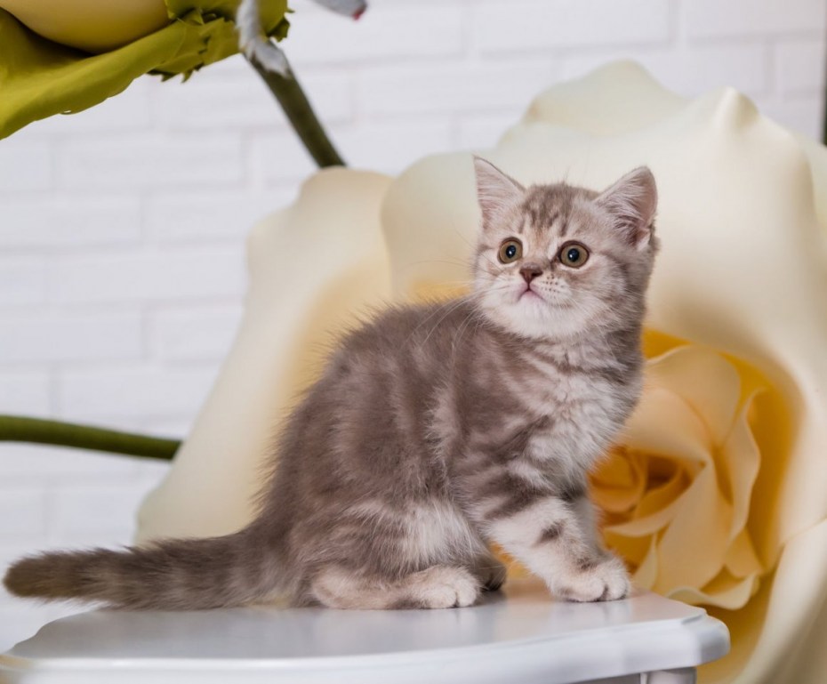 Шотландская вислоухая кошка табби тигровый