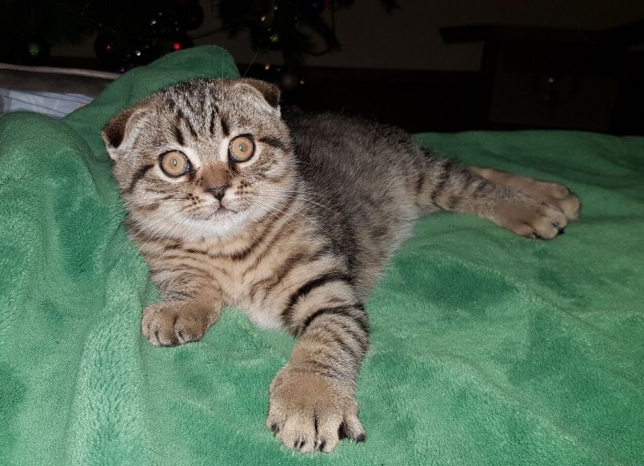 Голубой табби британский котенок