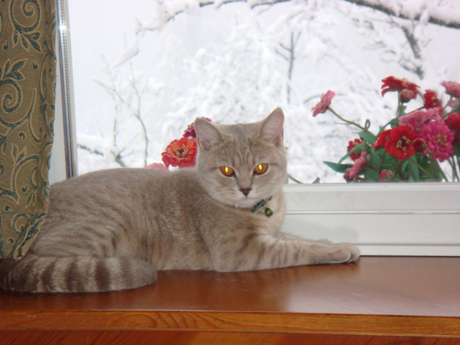 Шотландский страйт мраморный котенок