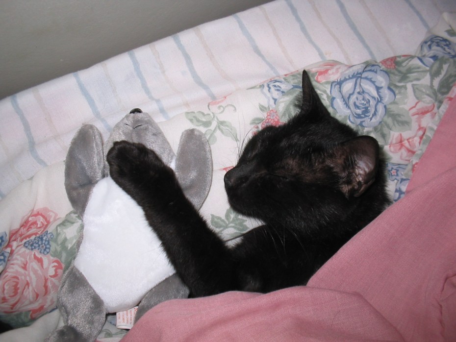 Спящий черный котенок