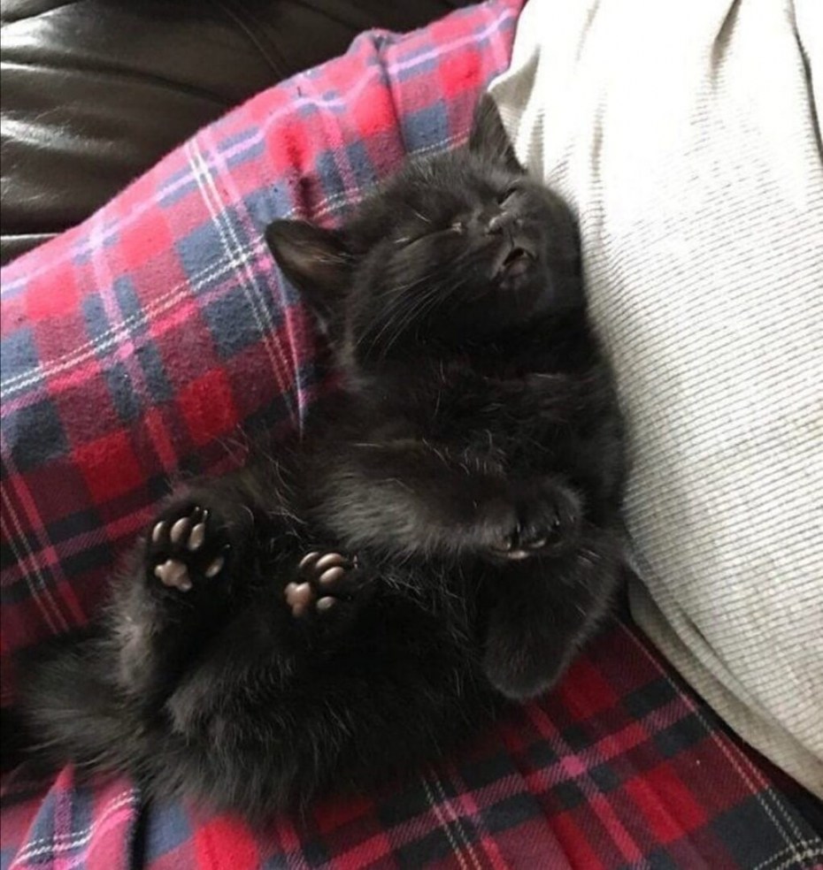 Спящий черный котенок