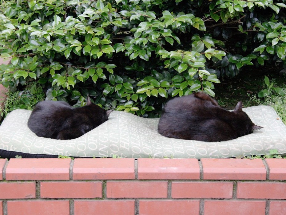 Black Cat Sleep
