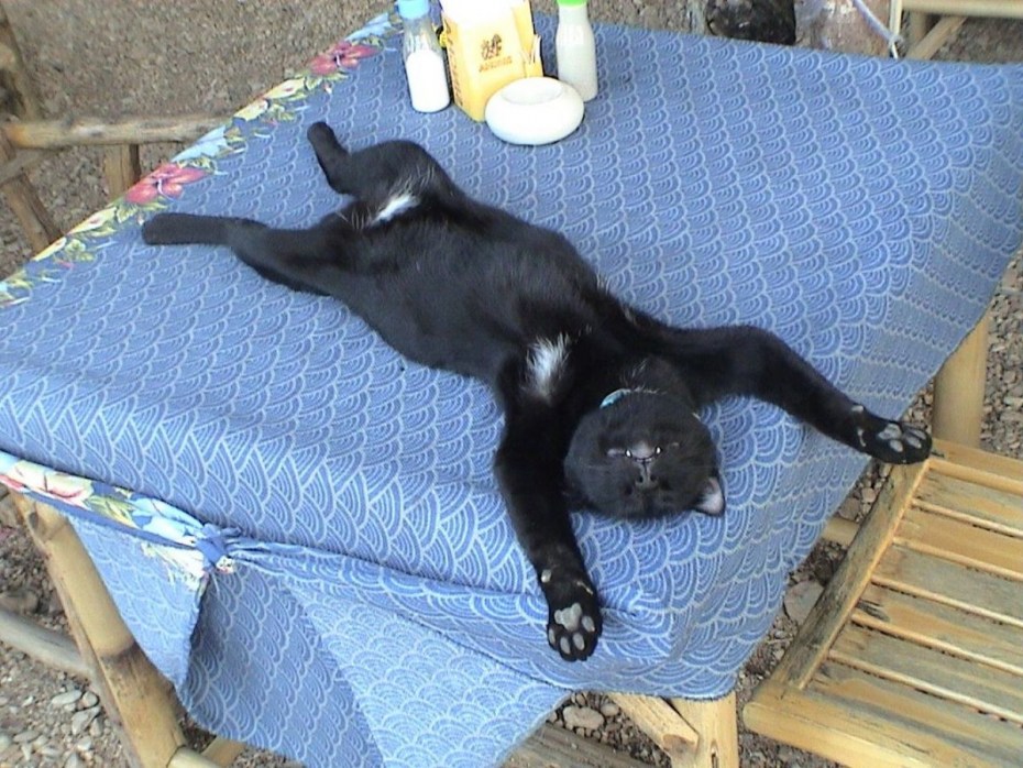 Черный котенок спит