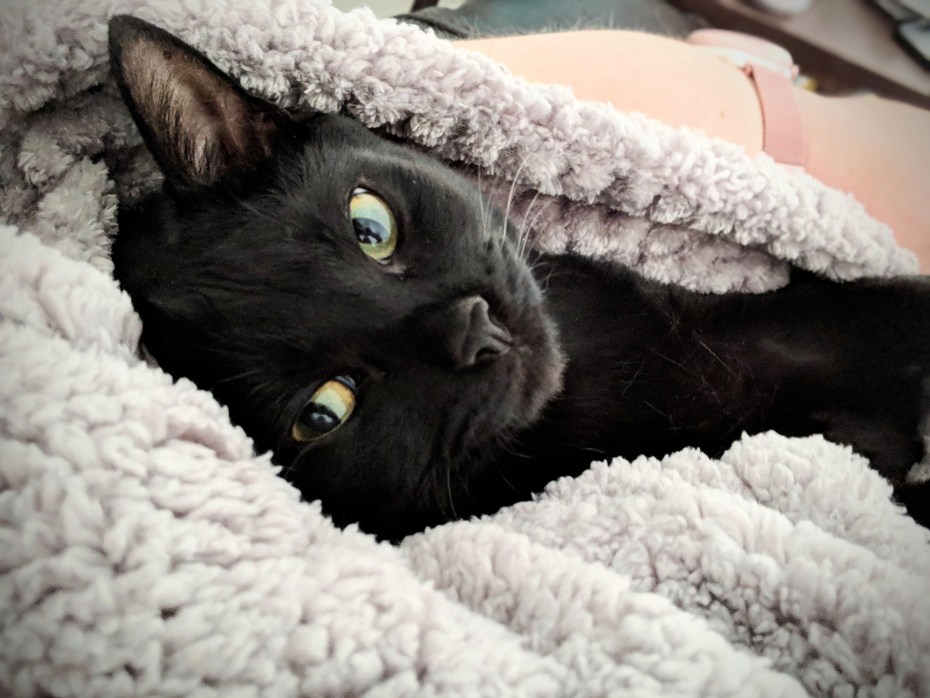 Спящий черный кот