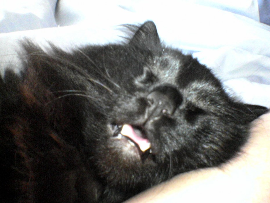 Спящий черный котик