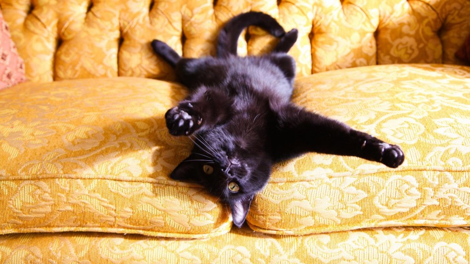 Котик черно белый