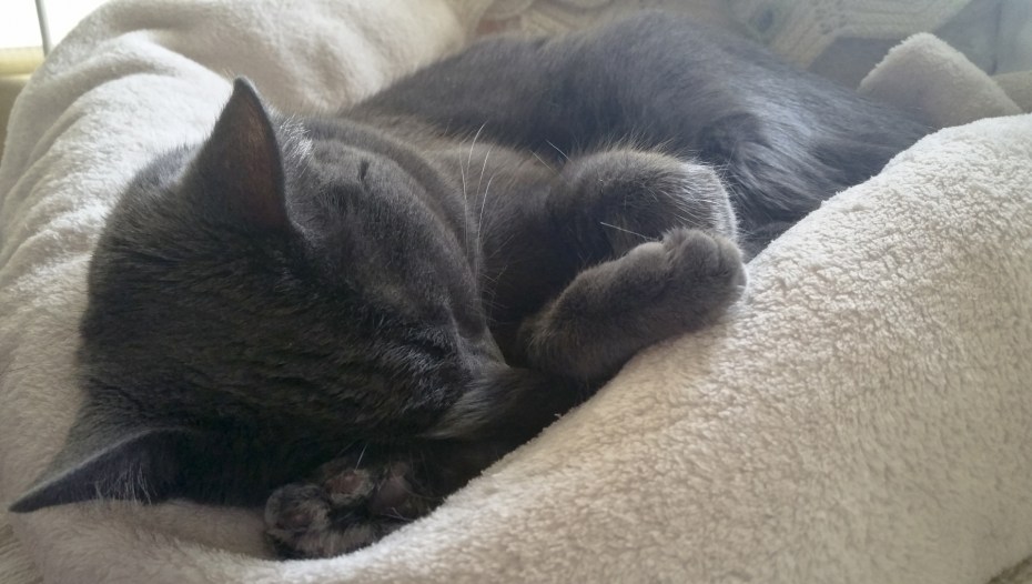 Спящий черный котенок