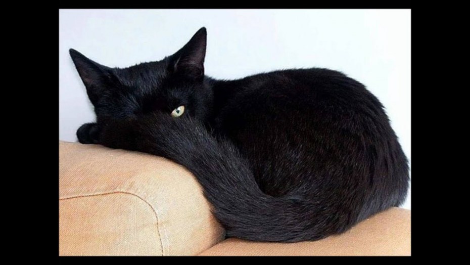 Чёрный котёнок спит клубочком