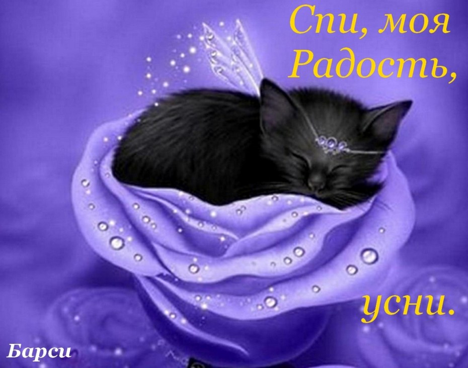 Черные коты